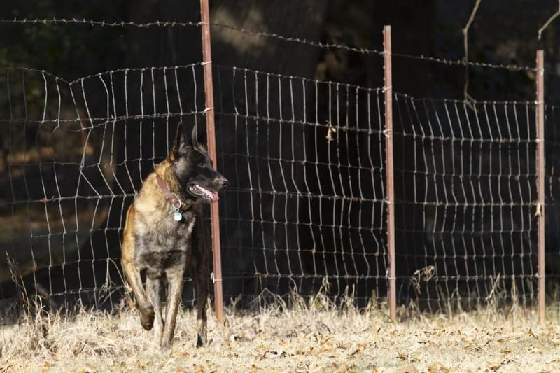 german shepherd in front of fence