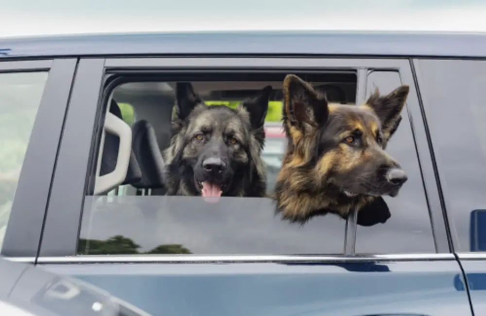 german shepherds in car