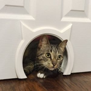 kitty pass door
