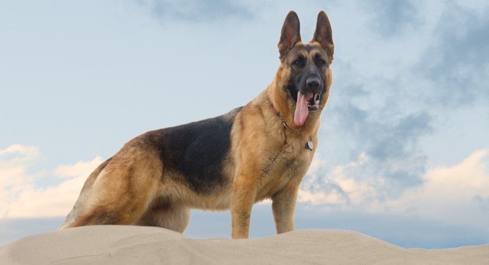 16 things about german shepherds