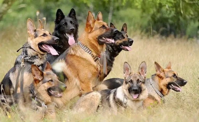 15 Signs You’re A Crazy German Shepherd Owner 