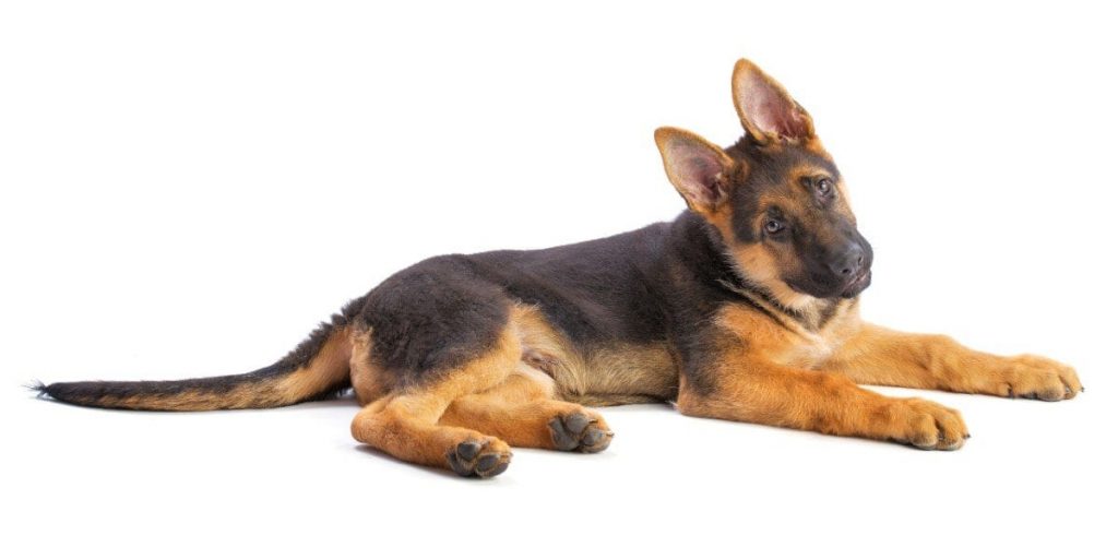Spay and Neutering Early Increases Joint Disorders in German Shepherds