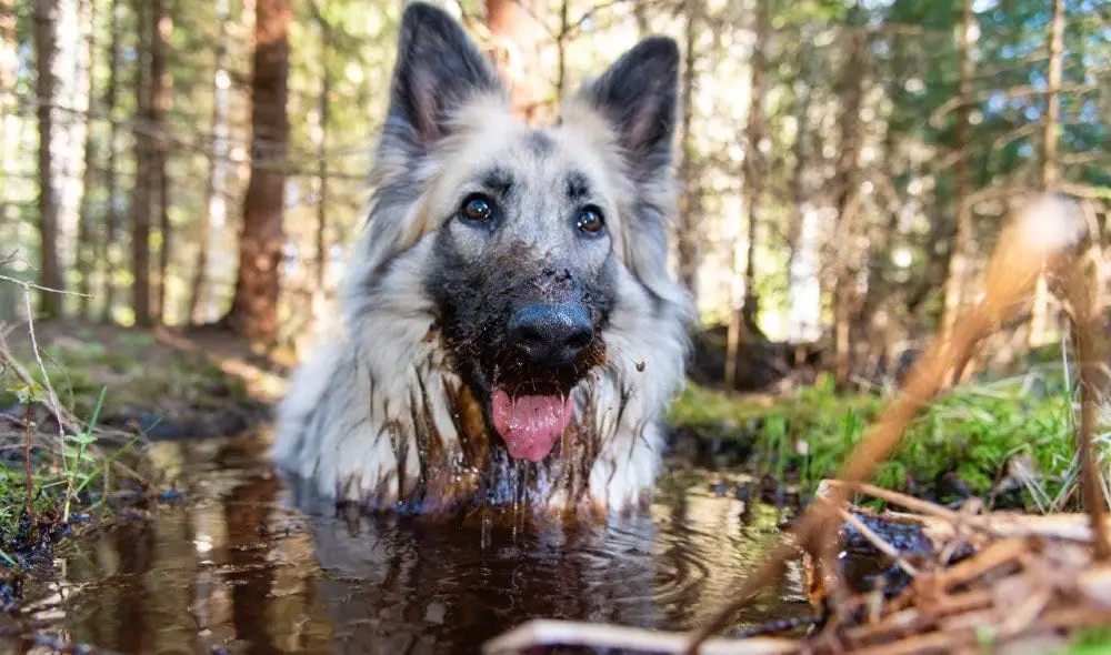 german shepherd in muddy water