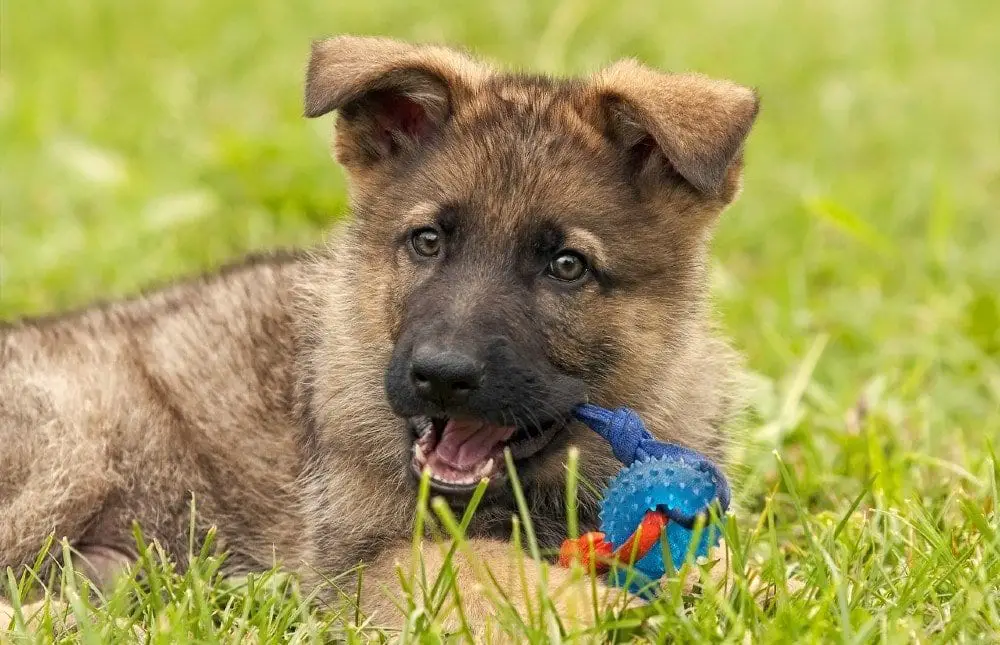 german shepherd puppy chewing