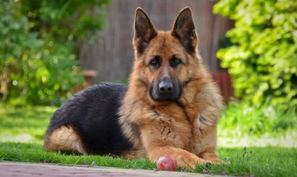 24 Things Dogs Hate | German Shepherd Country