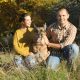 german shepherds help dating creditability