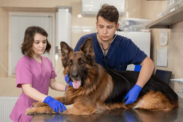 Top 10 Common German Shepherd Health Problems | German Shepherd Country