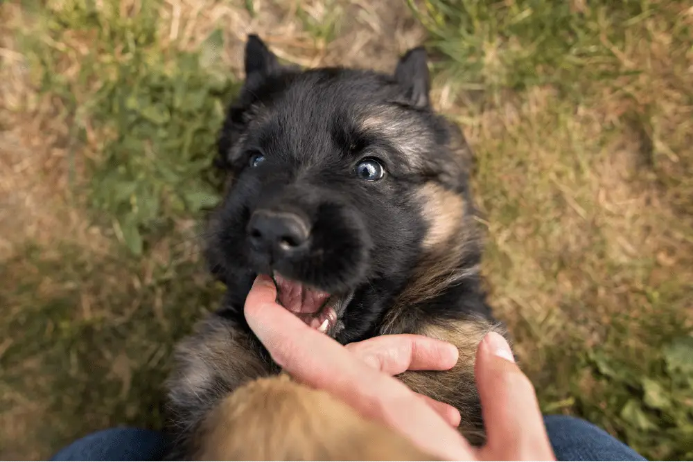 Puppy Biting How to Stop Puppy Biting German Shepherd Country