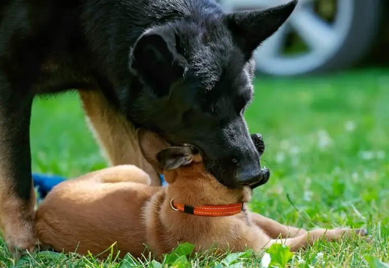 Puppy Biting: How to Stop Puppy Biting | German Shepherd Country