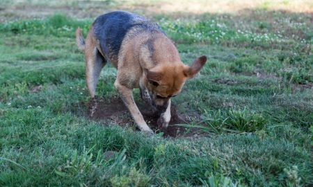 stop dog digging