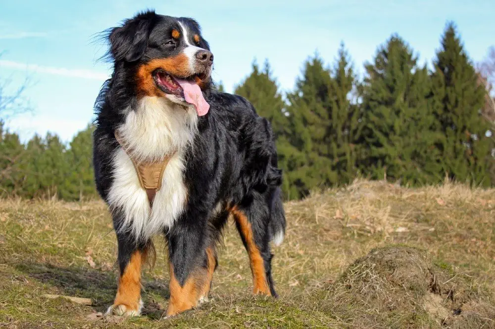 bernese moutain dog large dog breeds