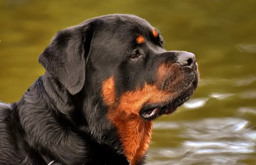 rottweiler large dog breeds