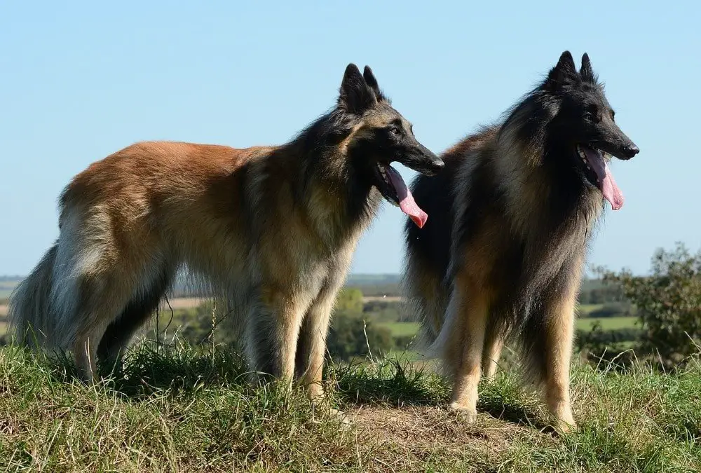 belgian tervuren large dog breeds