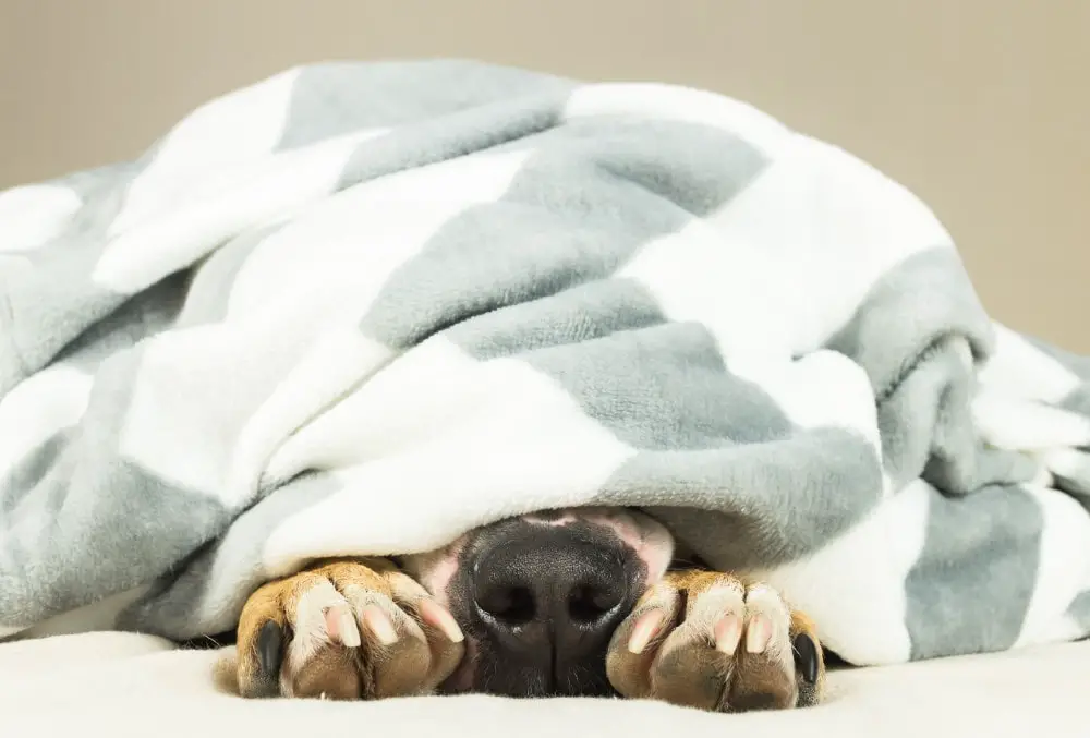 Dog Under Blanket | German Shepherd Country