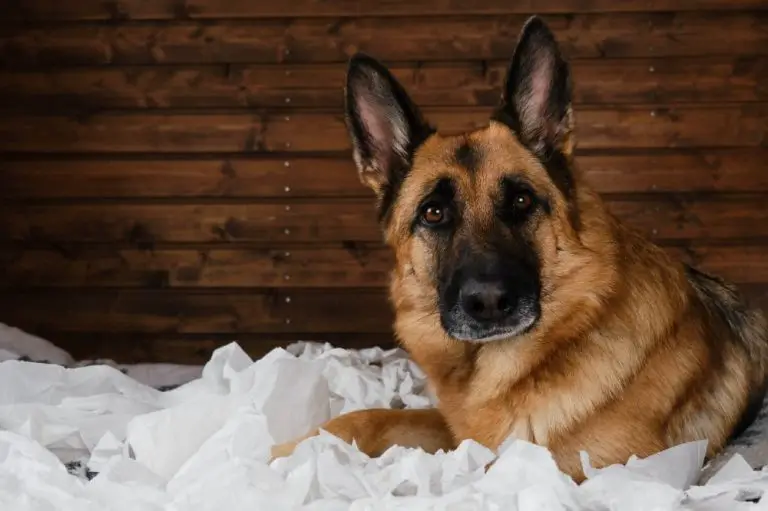 Why Do Dogs Dig in Beds? Reasons and Solutions German Shepherd Country