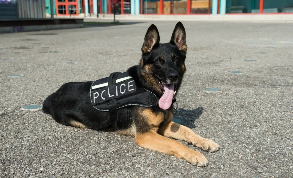 german shepherd police dog