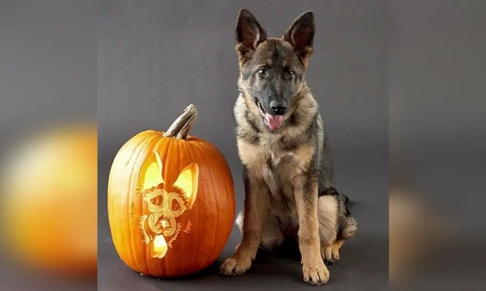 dog pumpkin carving patterns free printable Archives | German Shepherd Country