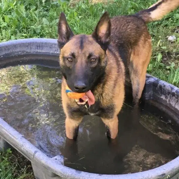 k9 duco with ball