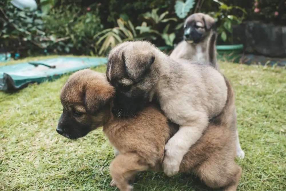 puppy humping