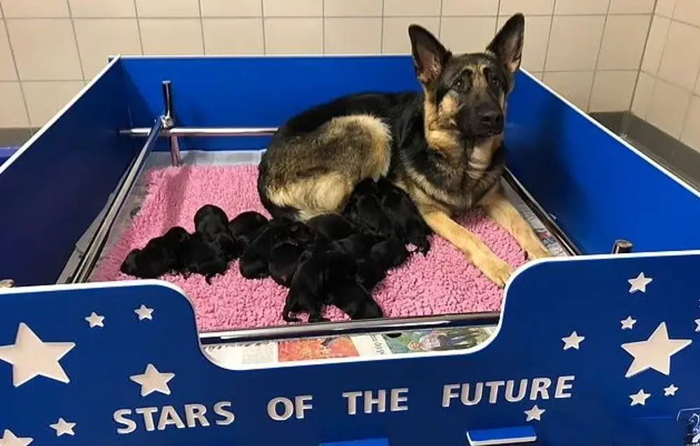 largest guide dog litter