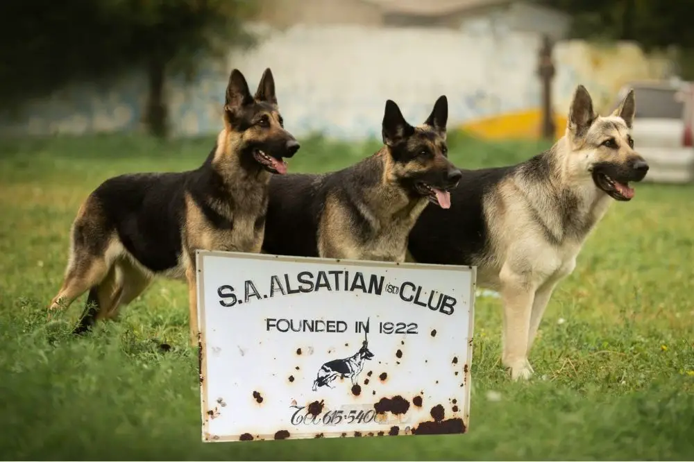 Alsatian Club