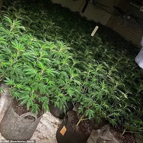 pot grow bust