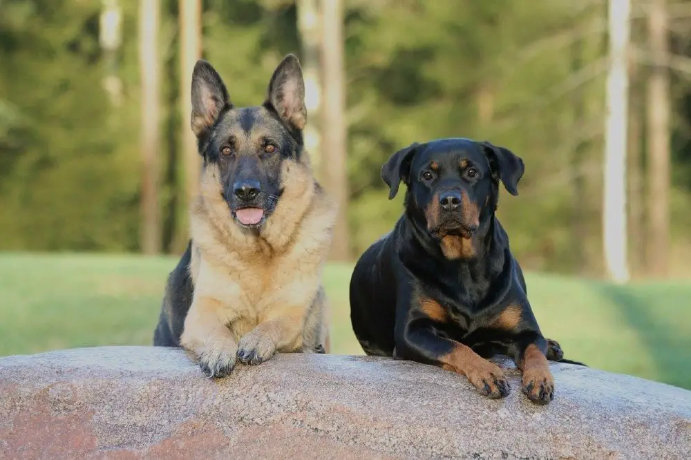 german shepherd and rottweiler dog breeds