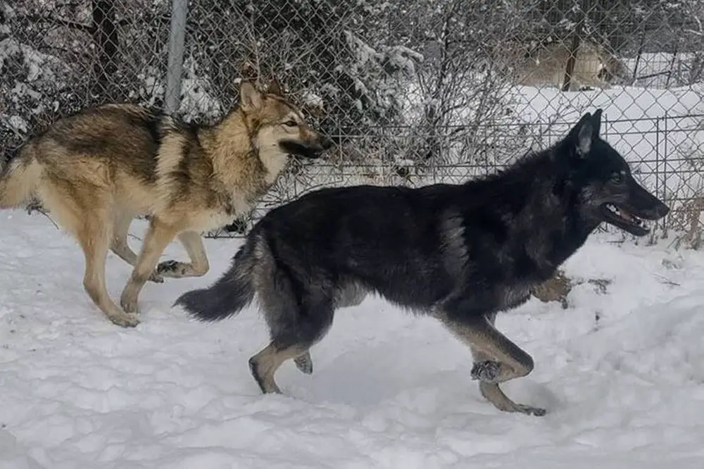 german shepherd wolf hybrids