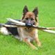 german shepherd with sticks