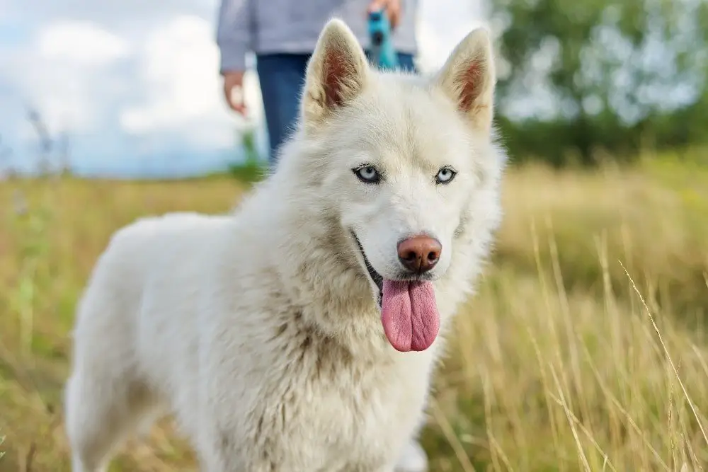 white wolf dog