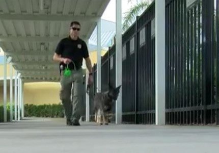 active shooter dog