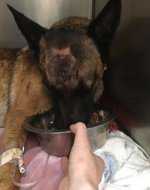 belgian malinois attacked by mountain lion