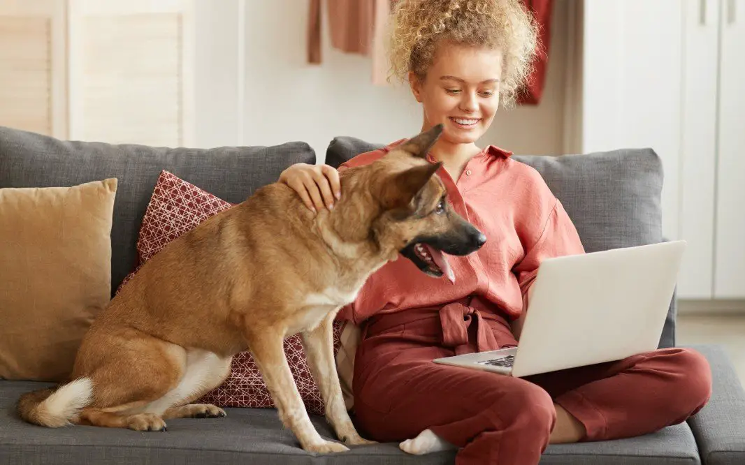 german shepherd with woman working from home