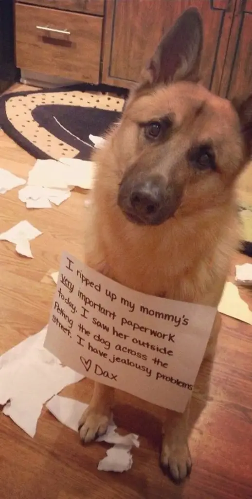 german shepherd dog shaming