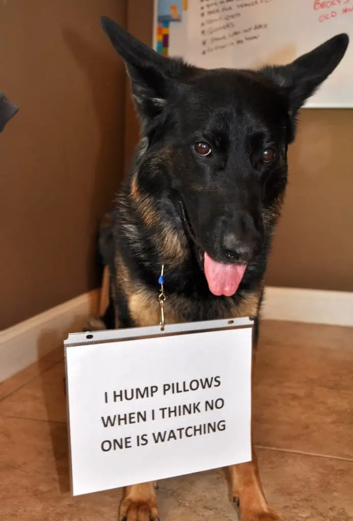 german shepherd dog shaming