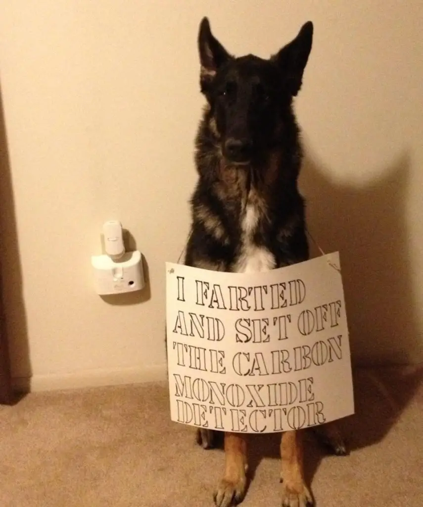 german shepherd dog shaming