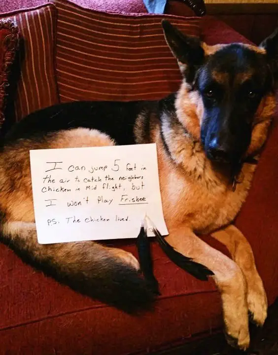 german shepherd dog shaming