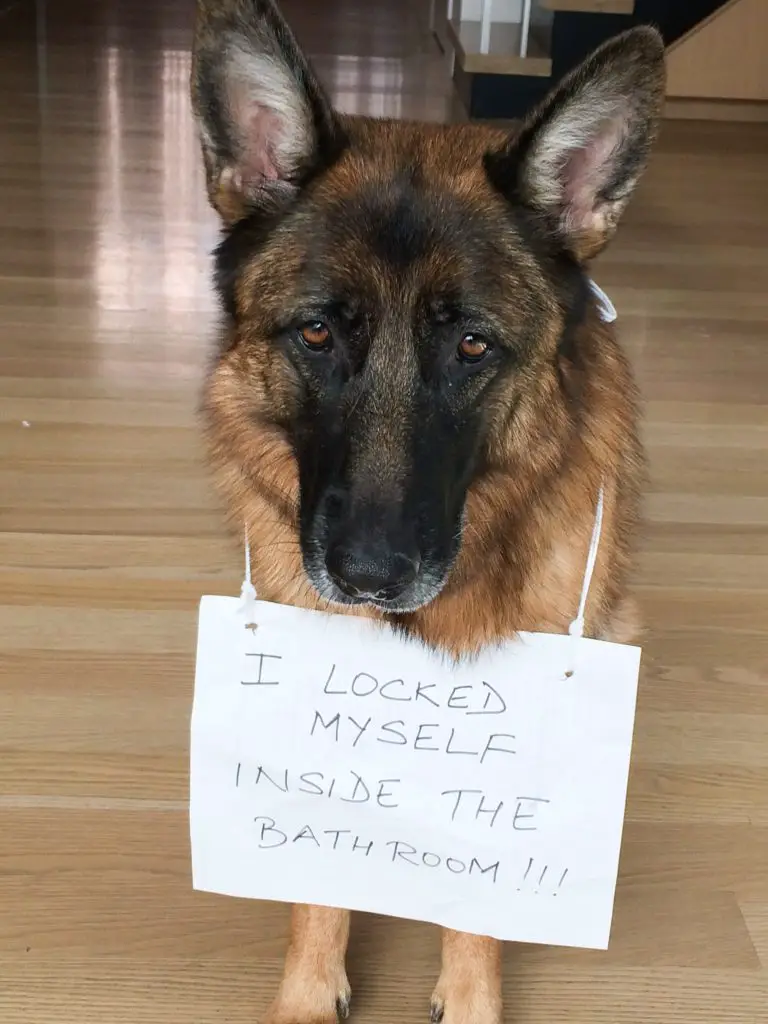 german shepherd dog shaming