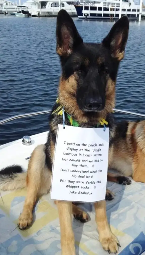 german shepherd dog shaming