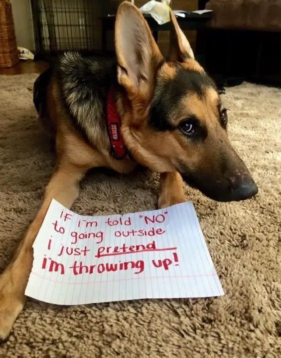 german shepherd dog shaming-pretend to throw up | German Shepherd Country