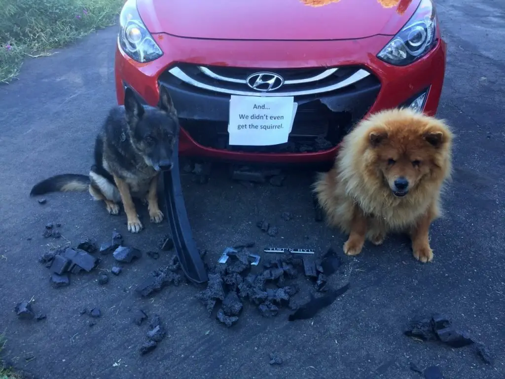 german shepherd dog shaming