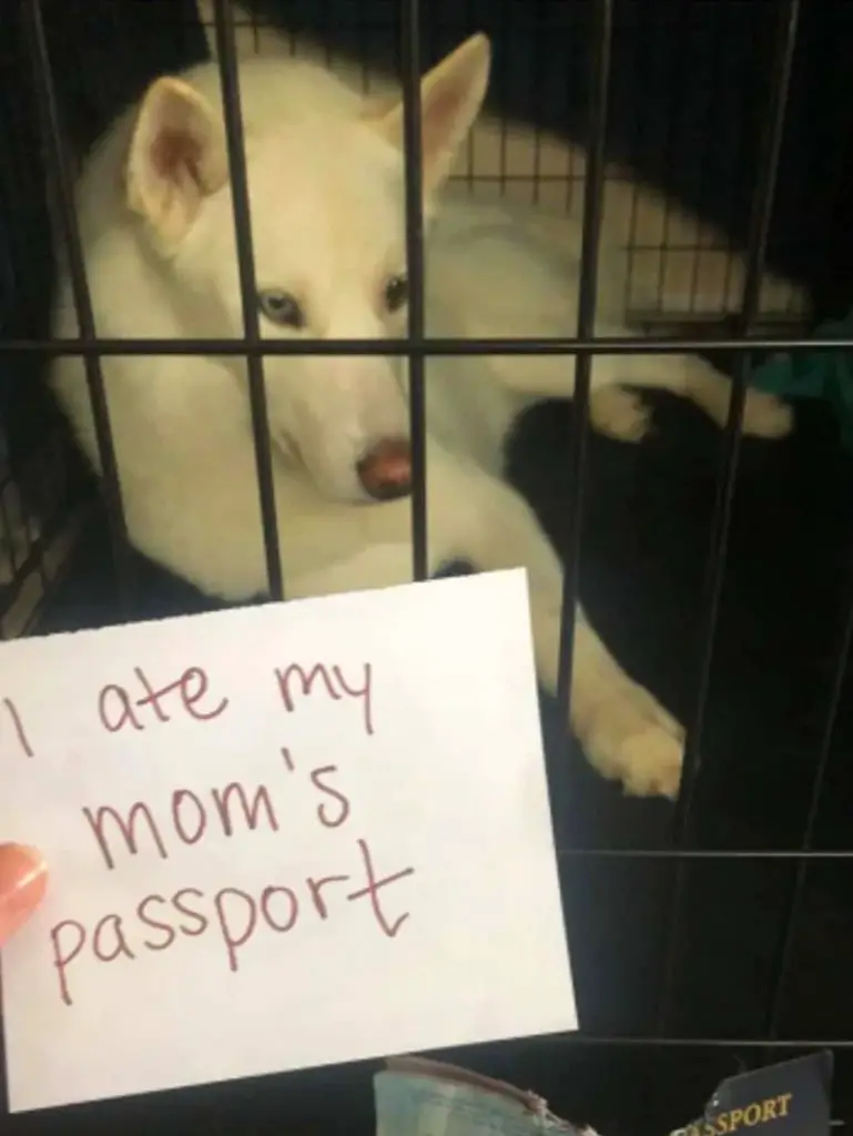 german shepherd dog shaming